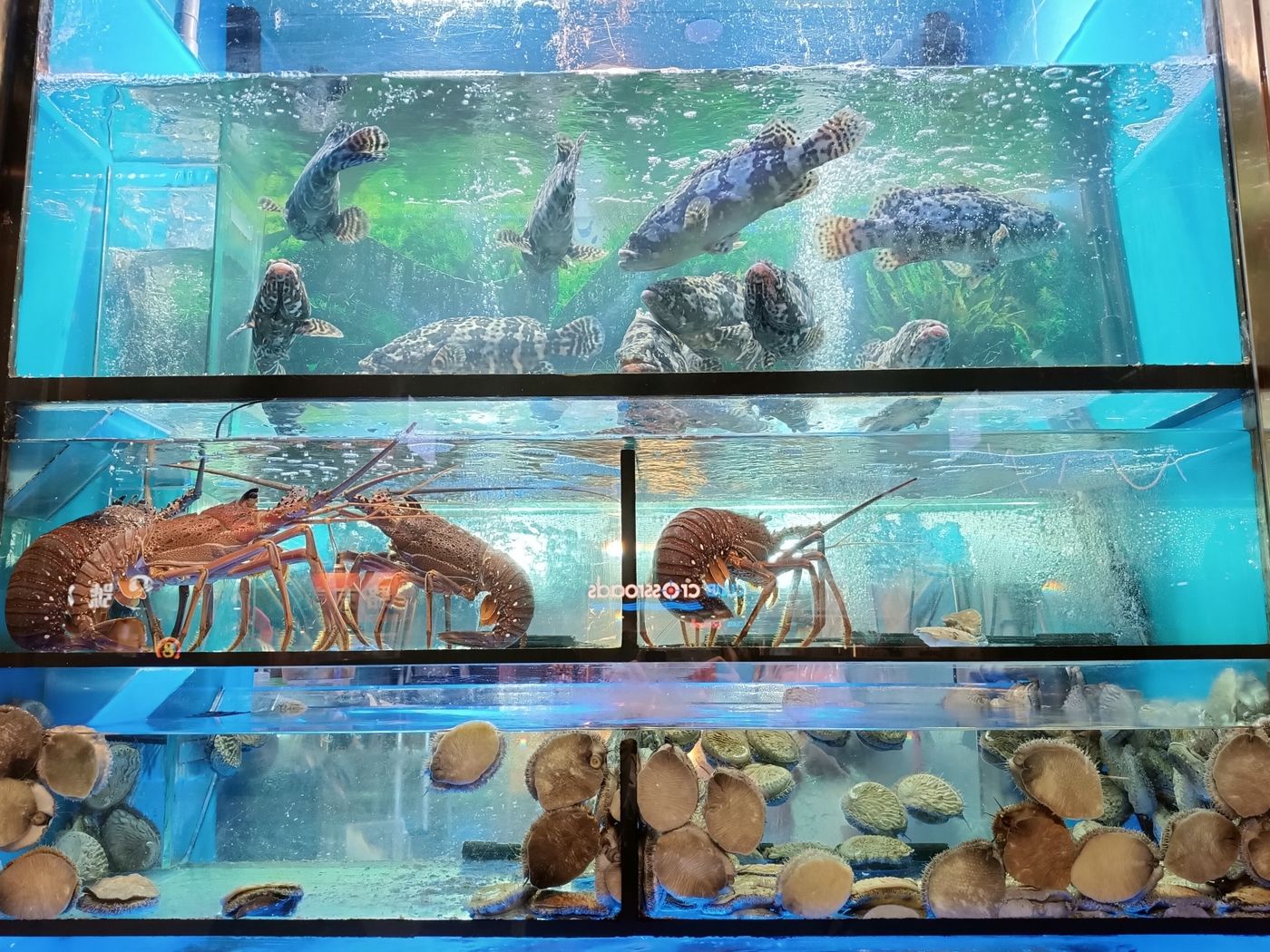 Live seafood in restaurant display tanks in Hong Kong